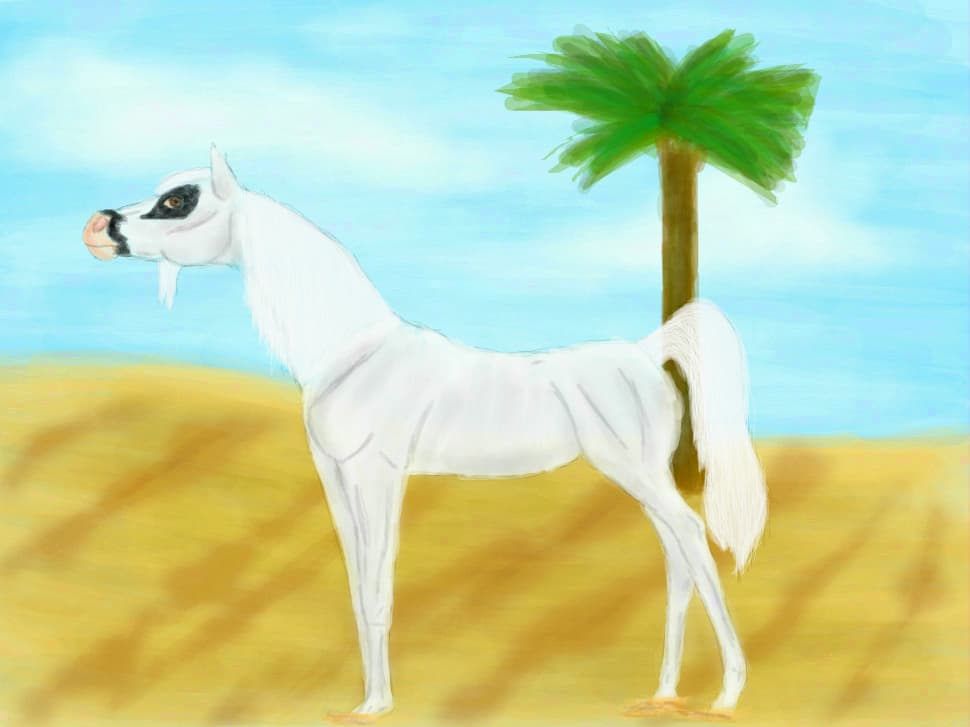 Horse breeds:Arabian