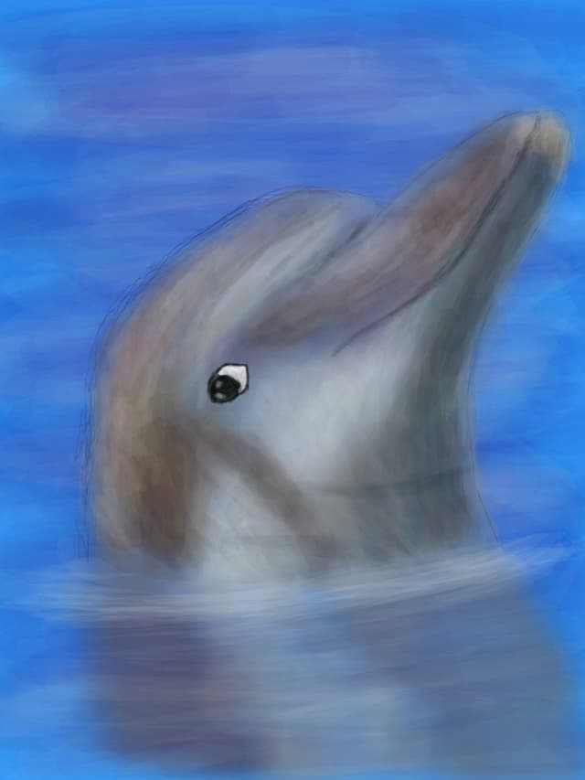Dolphin