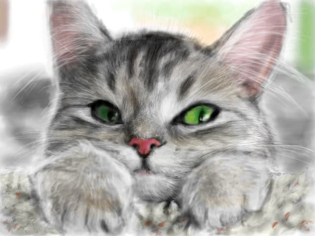 miau..?