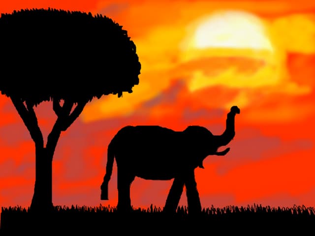 elephant at sunset