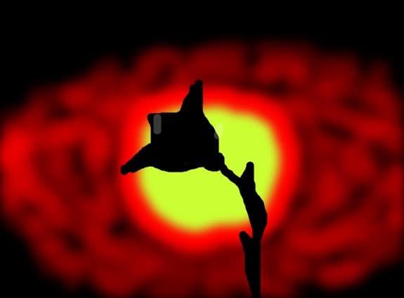 floare