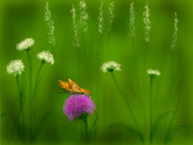 floricele de camp