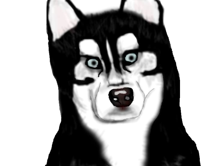 husky