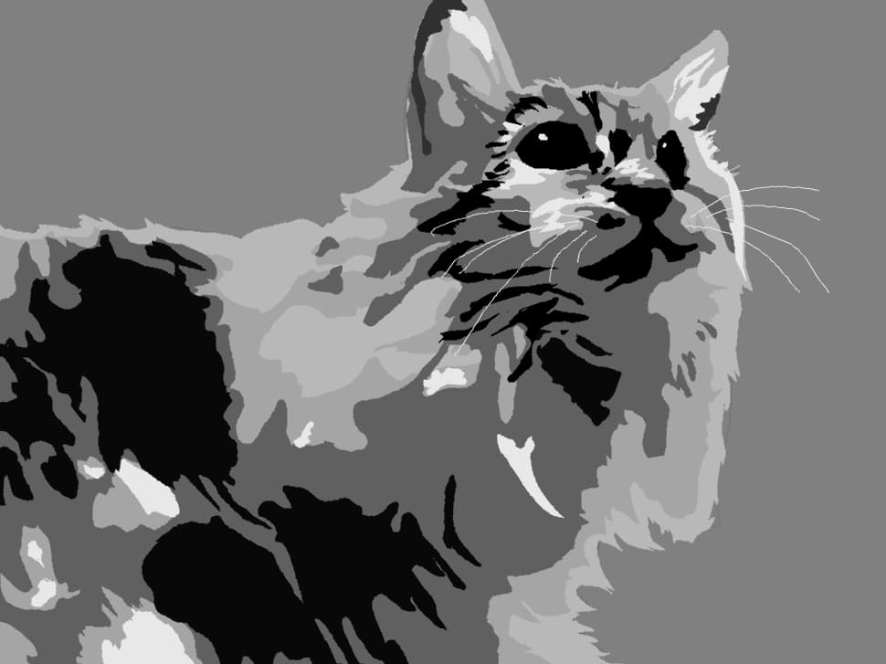 fluff cat