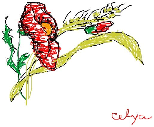 celya pala