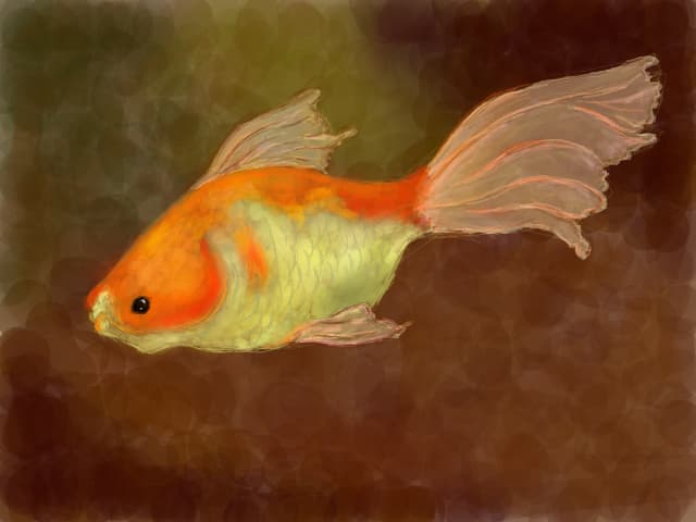 My little goldfish