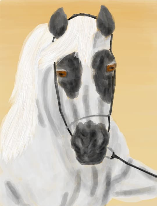 Arabian Horse