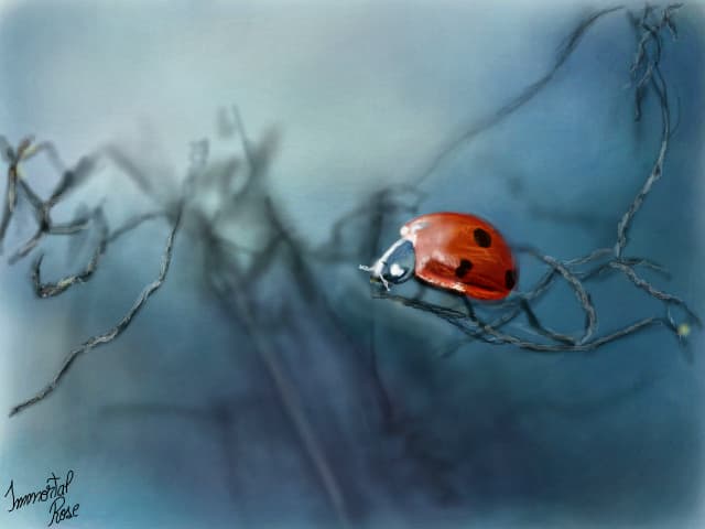..Ladybug.