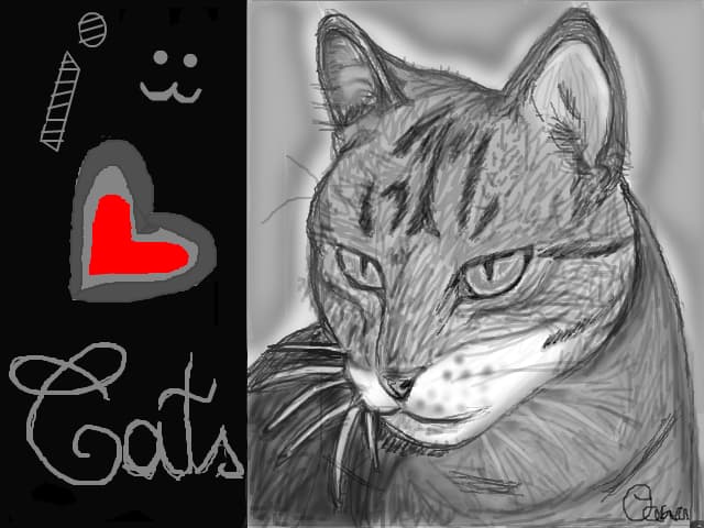 Kitty Kat