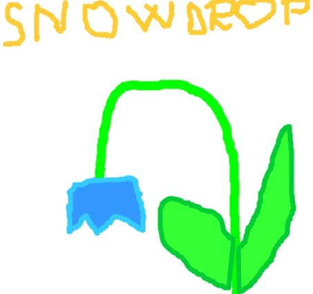 snowdrop