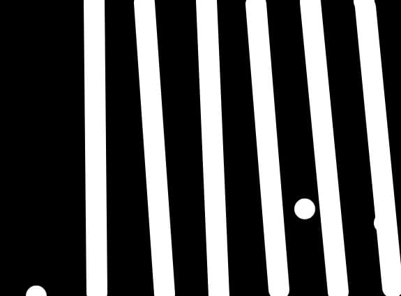 dungi zebra 1