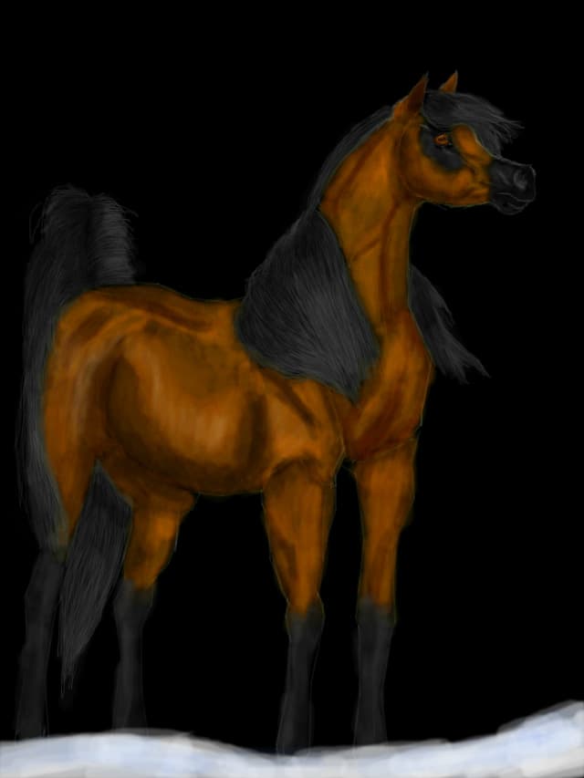 Arabian Horse