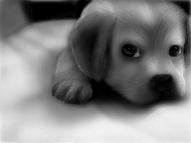 Puppy