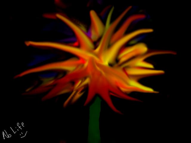 Floarea Colorata
