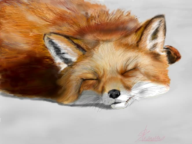 Foxy :3