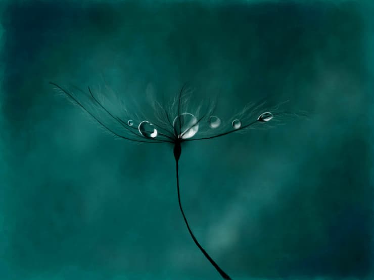 Dandelion {FULL VIEW}