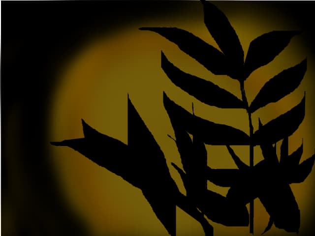 leaves shadow