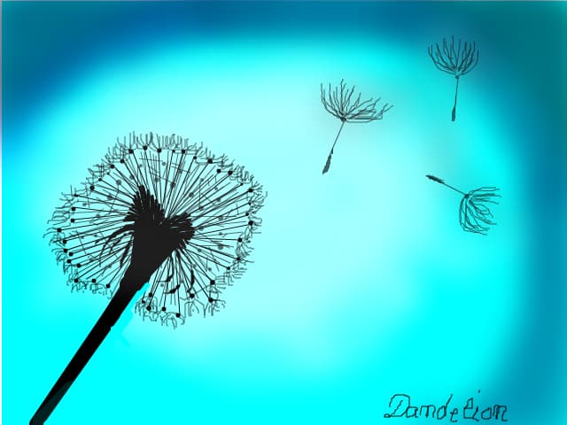 dandelion