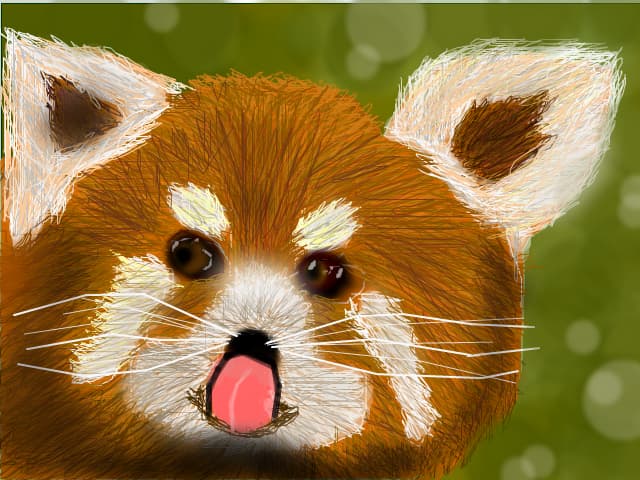 red panda bear
