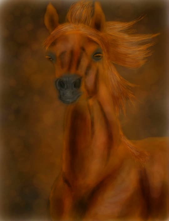 Arabian Horse