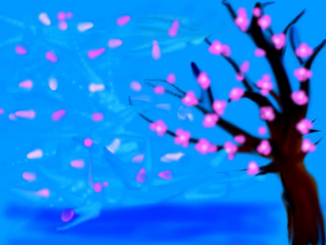 sakura inflorit