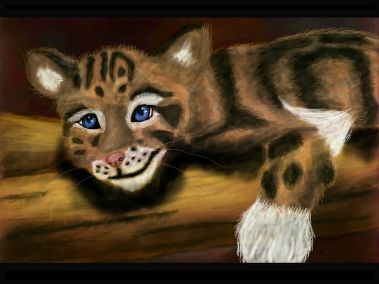 Kitty