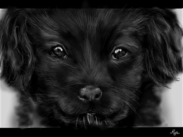 Animal