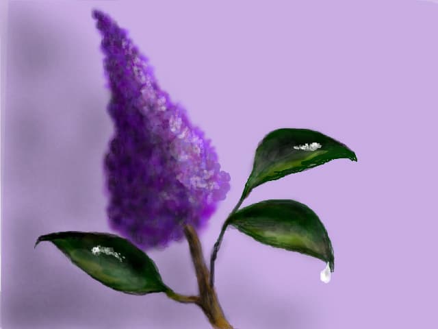 ...liliac
