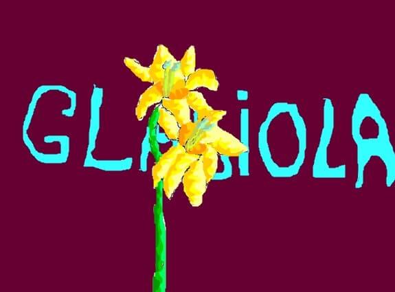 gladiola