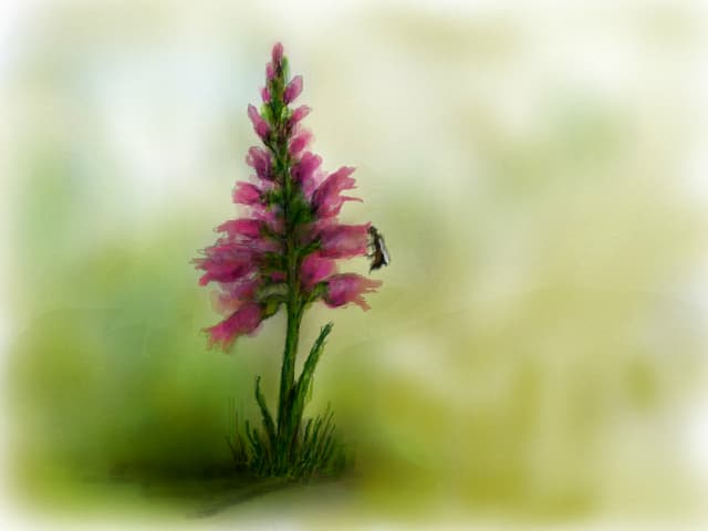 floare de primavara