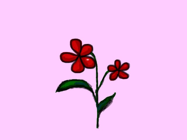 Flori