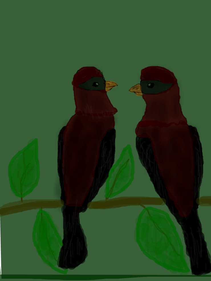 Birds