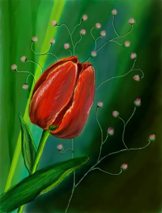 tulip