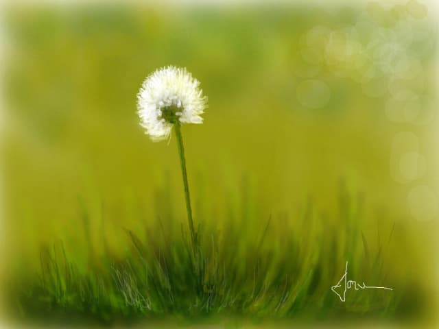 ...floare