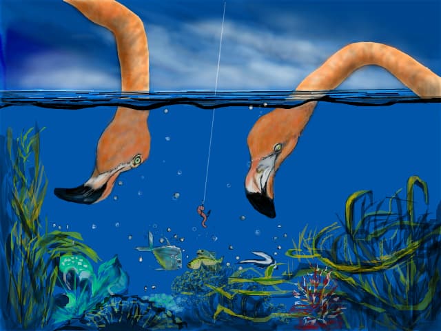 scufundari...in ocean sau acvariu...:))))
