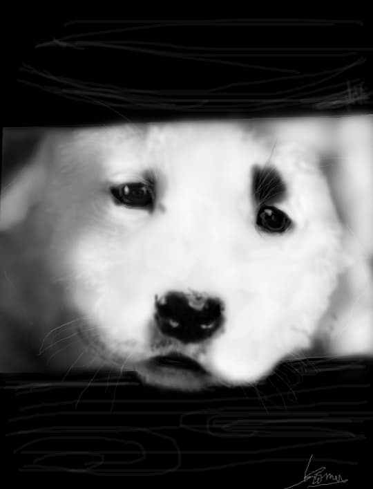 White Pup