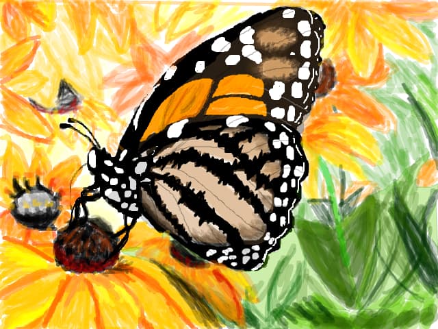 Butterfly