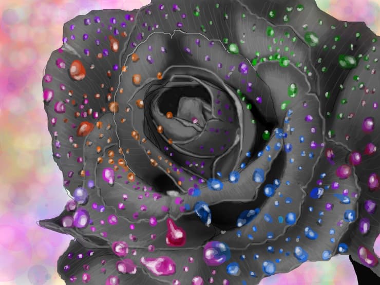 Rainbow_Rose