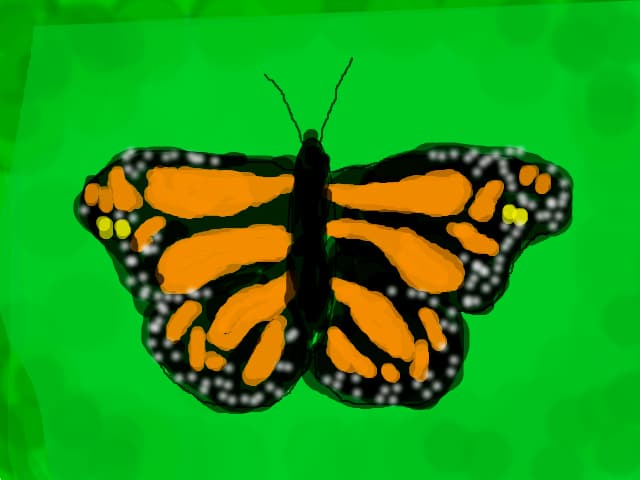 BUTTERFLY