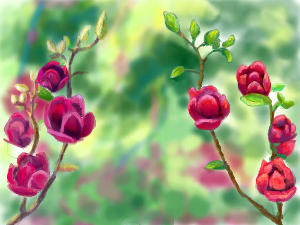 magnolii