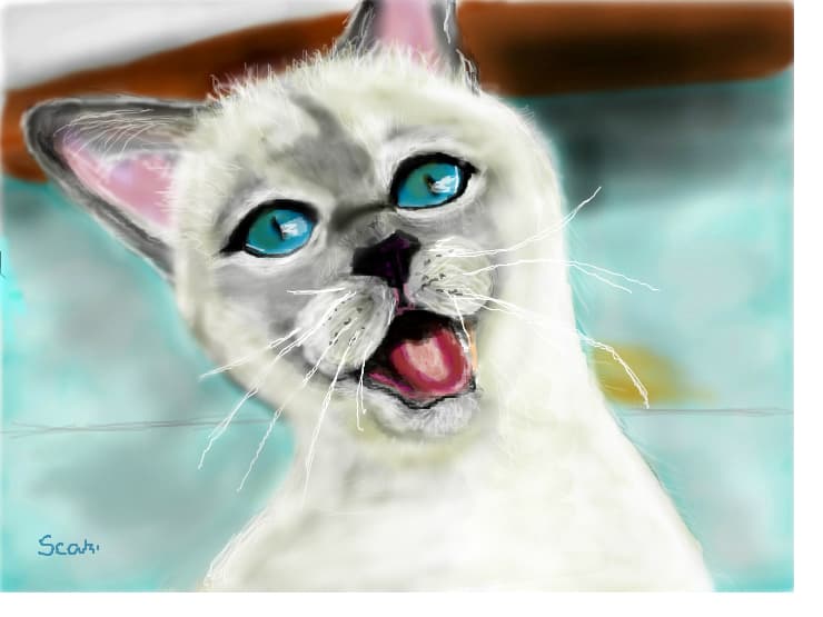 Miau...