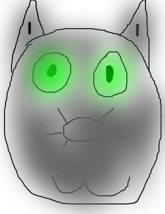 funny cat