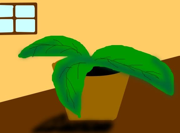 Planta in ghiveci...