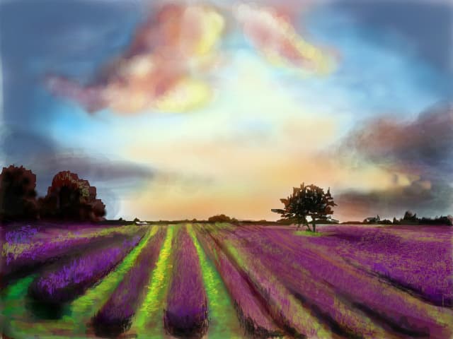 Lavander field