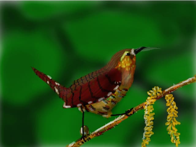 pitulice