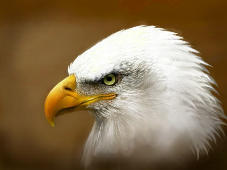 Eagle