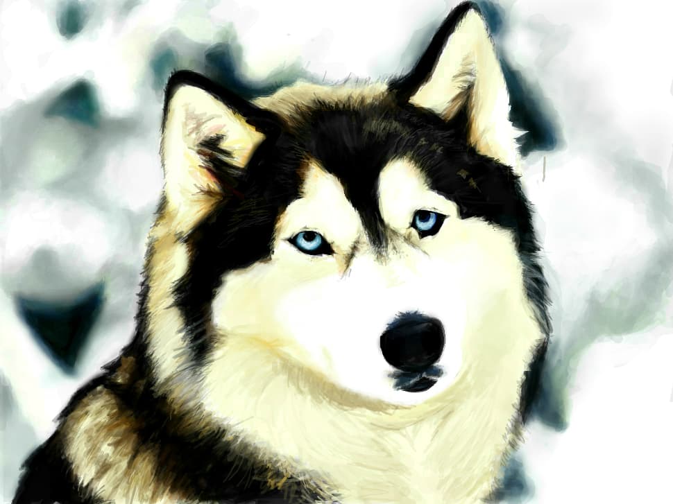 Husky