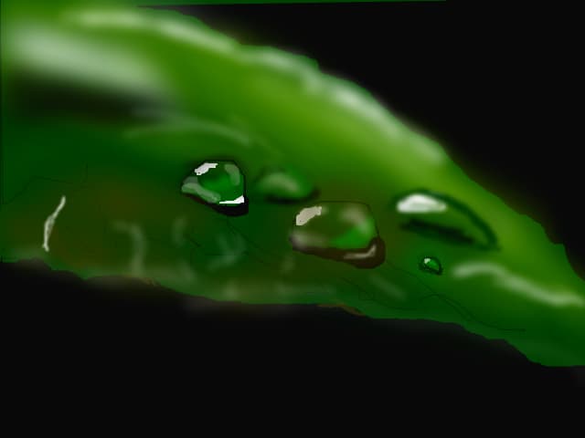 wet leaf