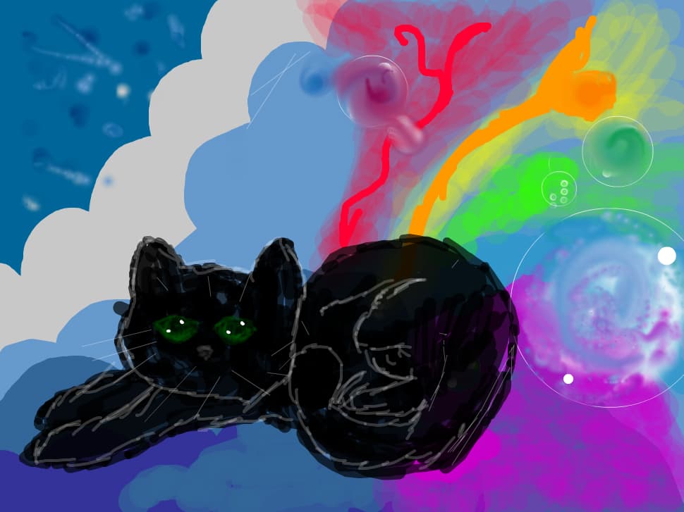 The cat