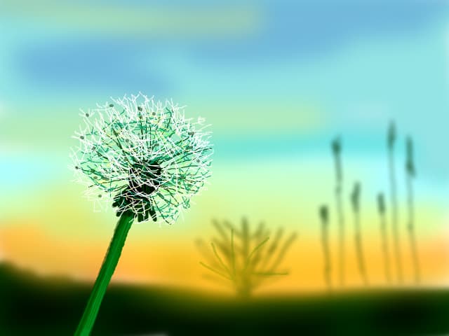 Dandelion